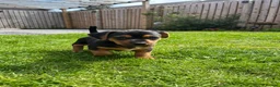 Jack Russell dogs for sale: Jack Russel Terrier in York - Advert 14