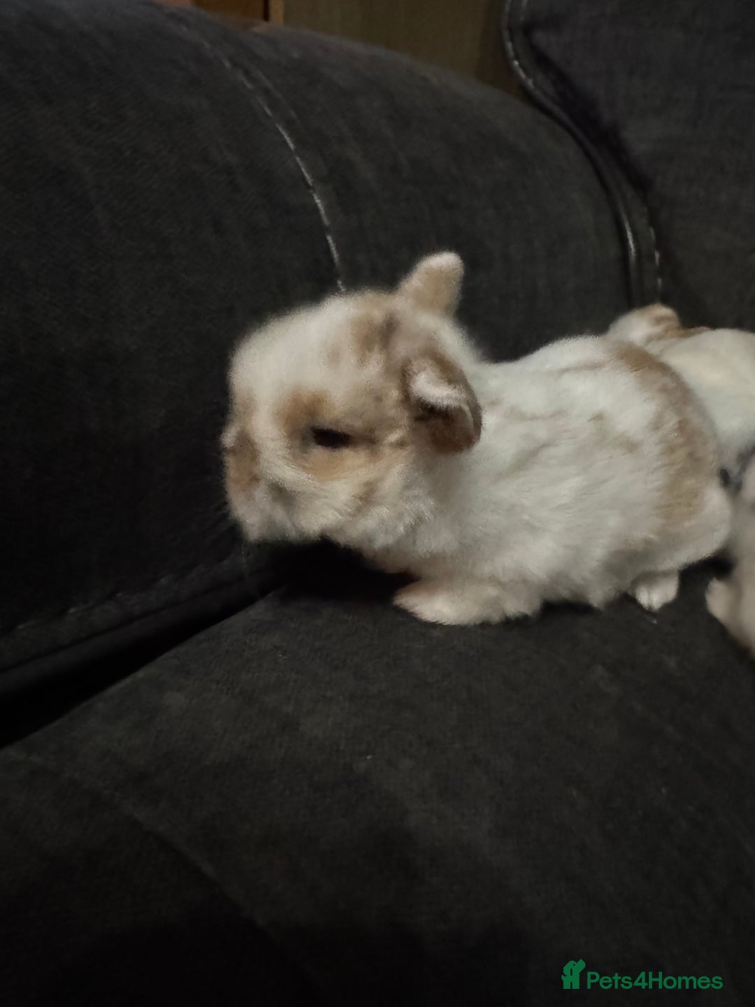 Mini Lion Lop rabbits for sale: 4 baby mini lop rabbits - Advert 6