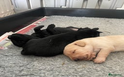 Mixed Breed dogs for sale: 🌟 Exceptional Goldendoodle x Labrador Puppies 🌟 - Image 9