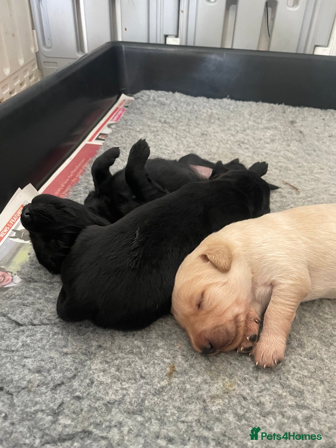 Mixed Breed dogs for sale: 🌟 Exceptional Goldendoodle x Labrador Puppies 🌟 - Image 9