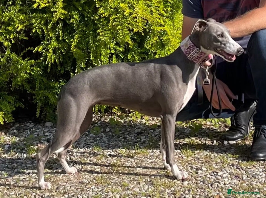 Whippet dogs READY TO GO - Healthy, well-bred, KC Whippet pups - Advert 7