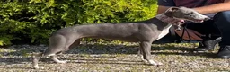Whippet dogs for sale: READY TO GO - Healthy, well-bred, KC Whippet pups - Advert 1