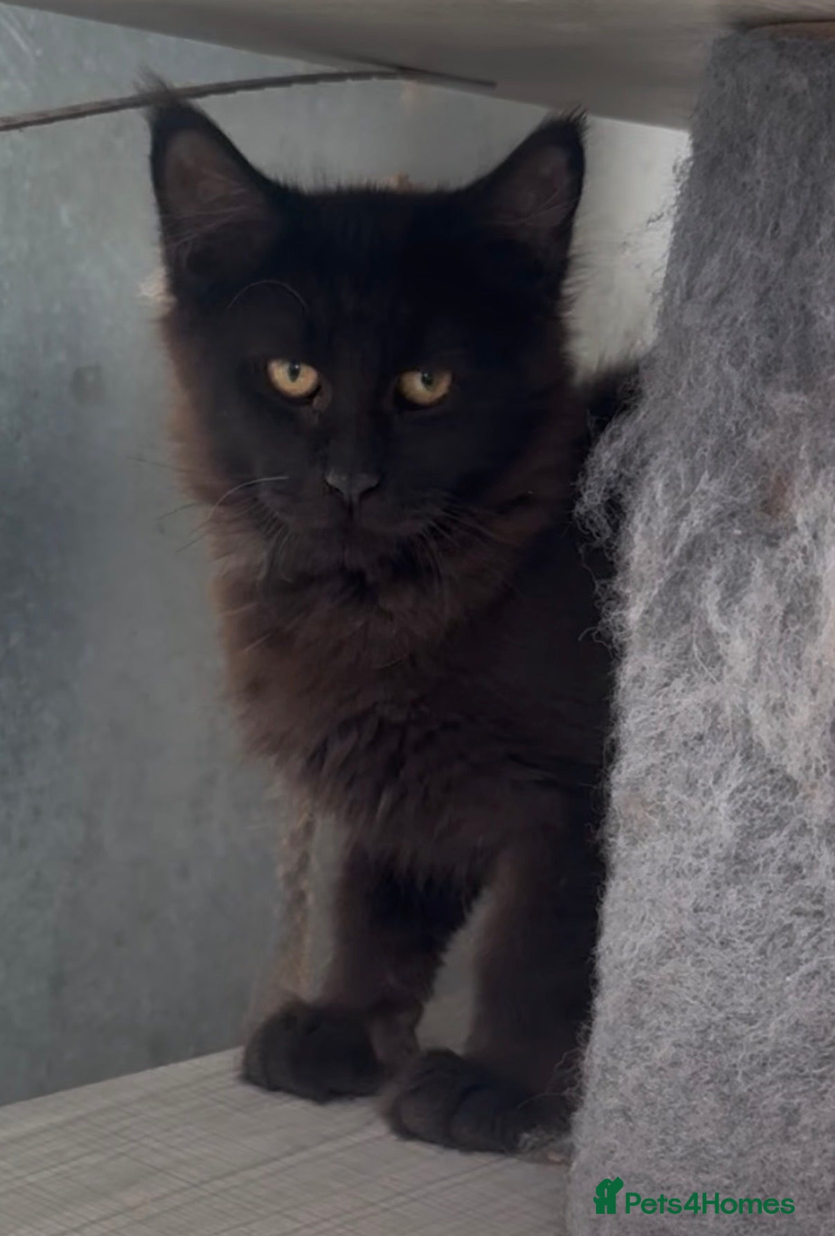 Maine Coon cats XL black,black smoke,tabby maine coon kittens  - Advert 17