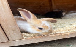 Mixed Breed rabbits for sale: Bunnies looking for a forever home! - Image 4