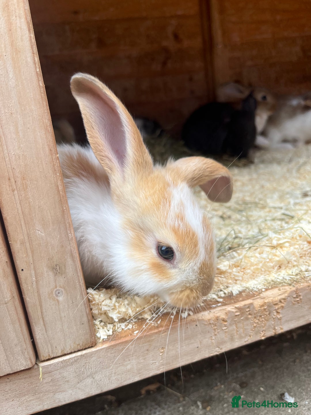 Mixed Breed rabbits for sale: Bunnies looking for a forever home! - Image 4