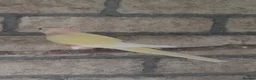Parakeets birds for sale: Adult Bourkes Parakeets  - Advert 2
