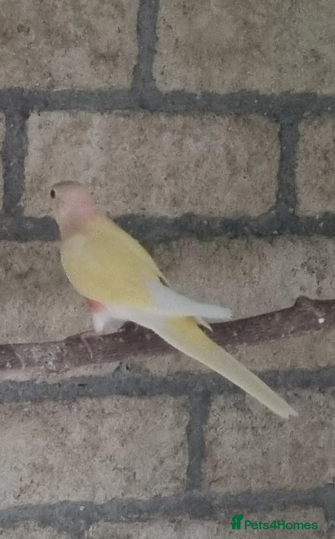 Parakeets birds for sale: Adult Bourkes Parakeets  - Advert 2