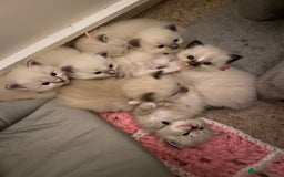 Ragdoll cats for sale: 6 ragdoll kittens  - Image 2