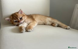 British Shorthair cats for sale: ‼️‼️BSH Chocolate Golden Shaded 1 BOY - Image 8