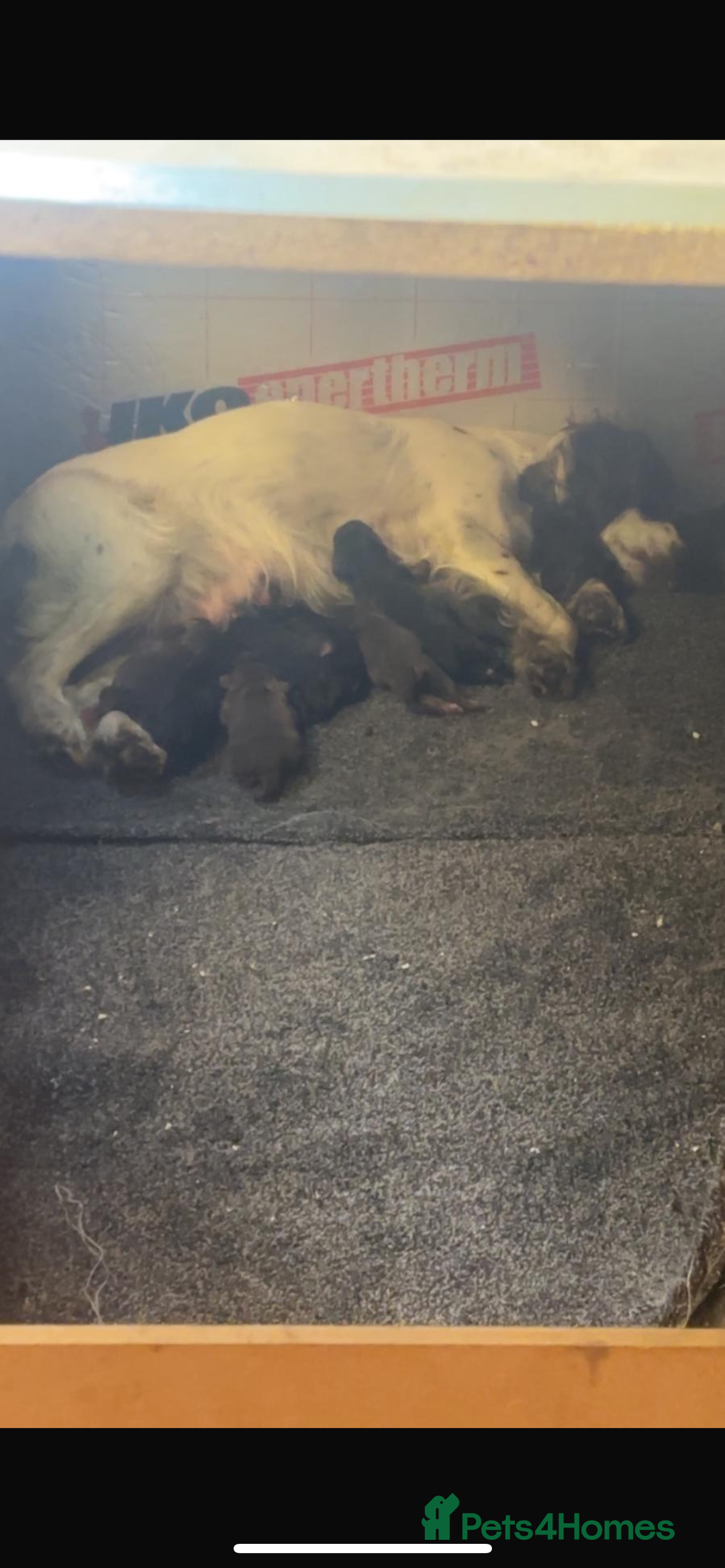 Cocker Spaniel dogs for sale: Cocker Spaniel Bitch *For Sale* - Advert 8