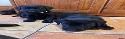 Labrador Retriever dogs for sale: GORGEOUS LITTER OF BLACK LABRADOR PUPPIES!! - Advert 5