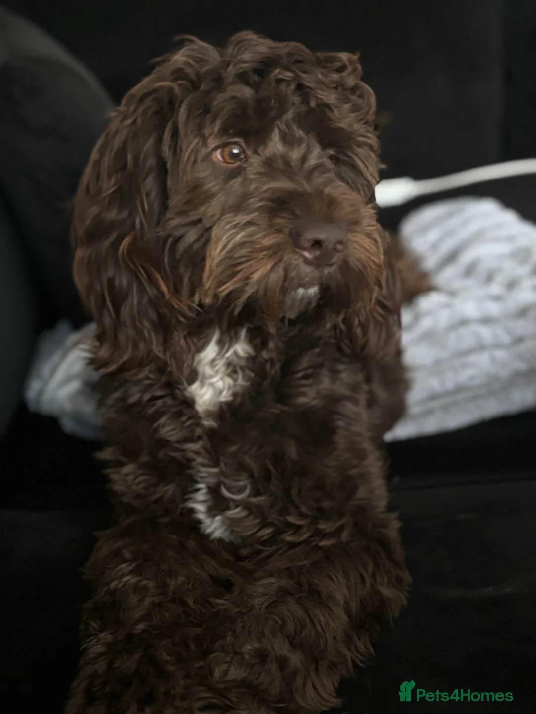 Mixed Breed dogs for stud: FOR STUD - Advert 2