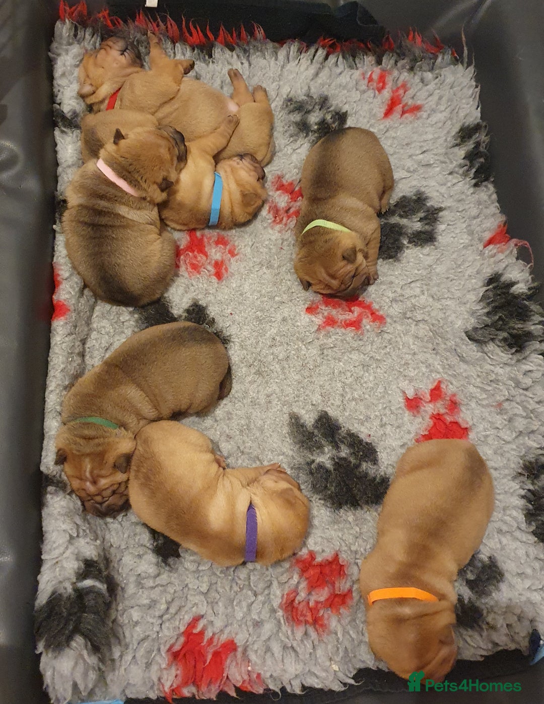 Shar Pei dogs for sale: Shar pei puppies  - Advert 3