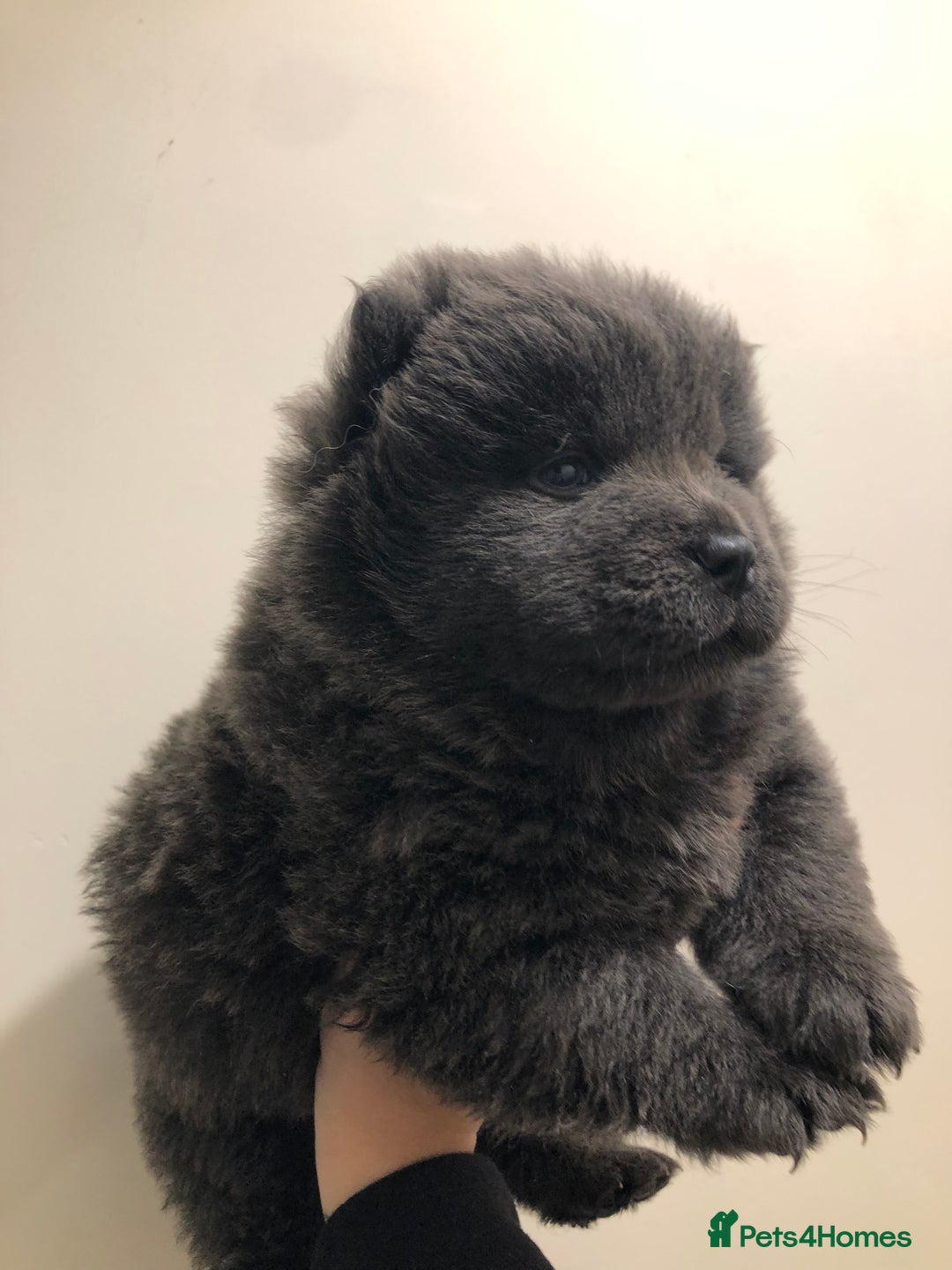 Chow Chow dogs for sale: BLUE CHOW CHOW GIRLS  - Advert 5