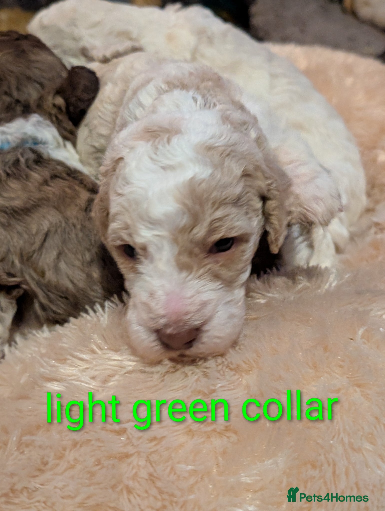 Standard Poodle dogs Viewing now, don't miss out.  - Advert 2