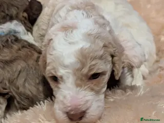 Standard Poodle dogs Viewing now, don't miss out. - Advert 2