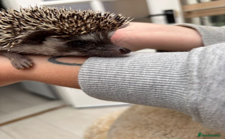 Pygmy Hedgehog rodents - Advert 6