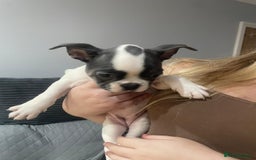 French Bulldog dogs for sale: French Bulldog puppies 10 weeks old - Image 5