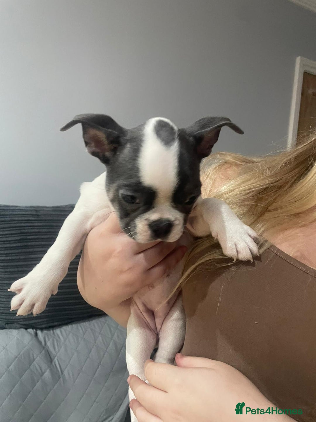 French Bulldog dogs for sale: French Bulldog puppies 10 weeks old - Image 5