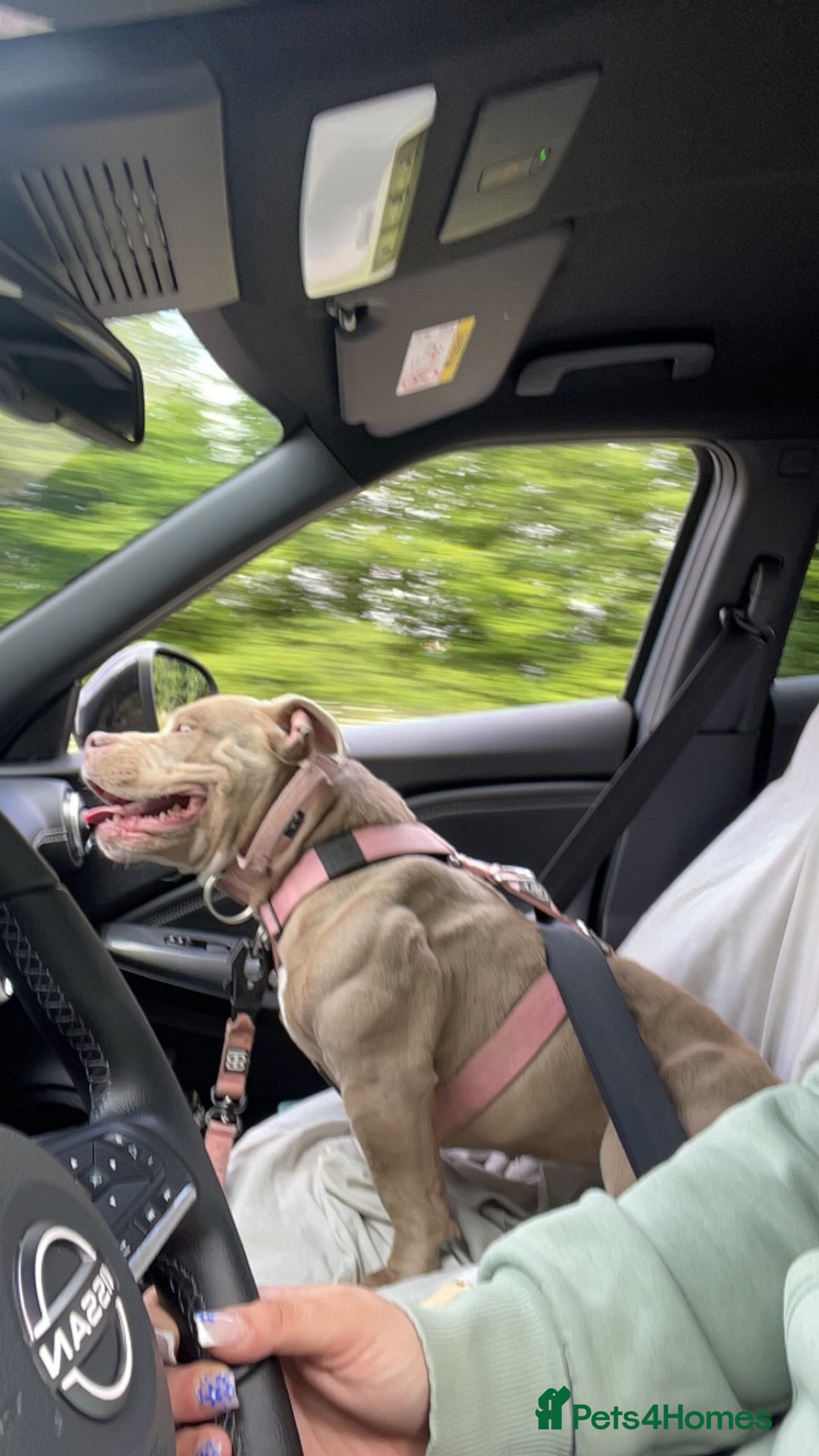 American Bully dogs for sale: 2 year old pocket bull girl - Advert 3