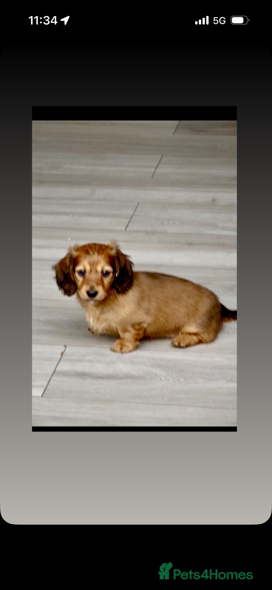 Miniature Dachshund dogs ready to leave kc reg cream male  - Advert 1