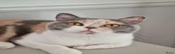 British Shorthair cats for sale: Tri colour British Shorthair  - Advert 2