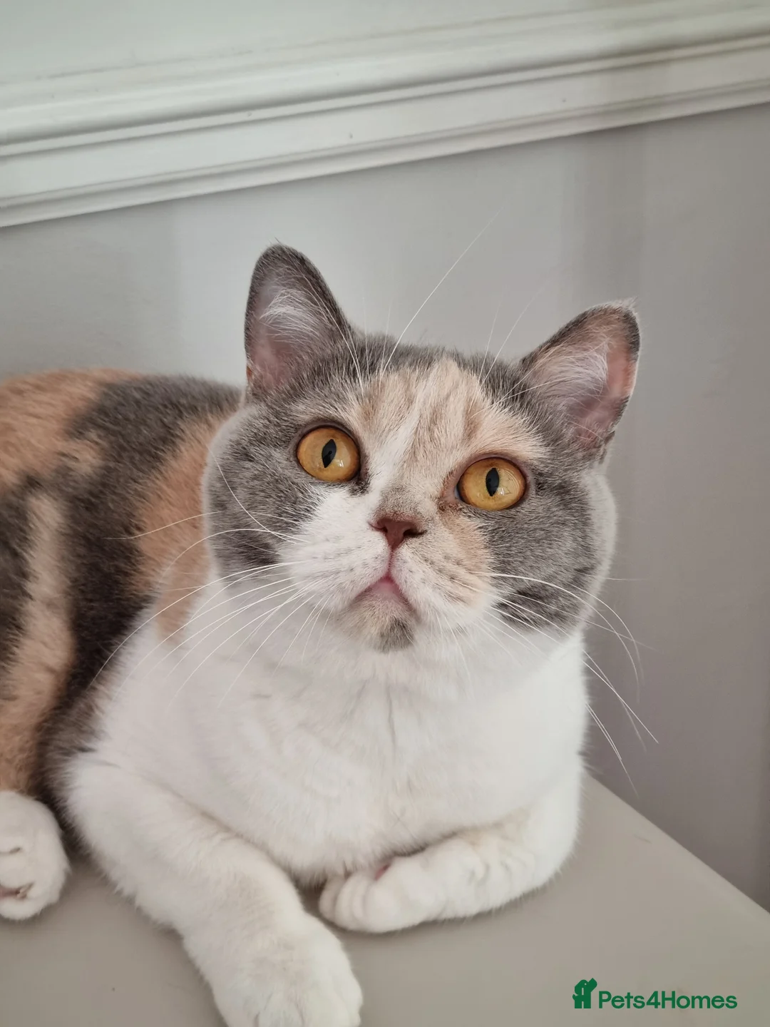 British Shorthair cats for sale: Tri colour British Shorthair  - Advert 2