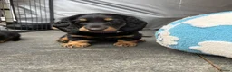 Dachshund dogs for sale: kC Reg, Standard Long Haired Dachshunds  - Advert 8