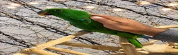 Mixed Breed birds for sale: Stunning Selection Baby HandReared Loving Parrot in Nottingham - Advert 8