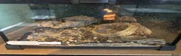 Mixed Breed reptiles for sale: Snakes spiders scorpions  in Macclesfield - Advert 4