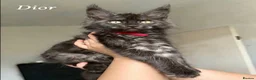 Maine Coon cats for sale: Champion line Maine Coon Kittens- TICA Registered  - Advert 24