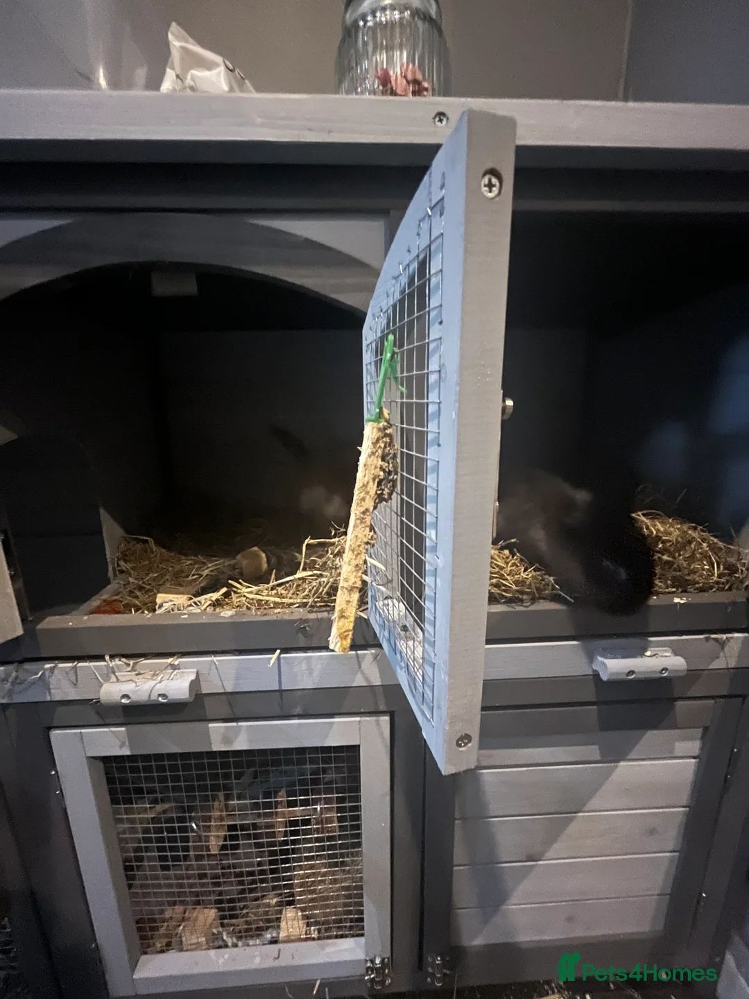 Mixed Breed rodents for sale: Two rabbits that can’t be separated  - Advert 5