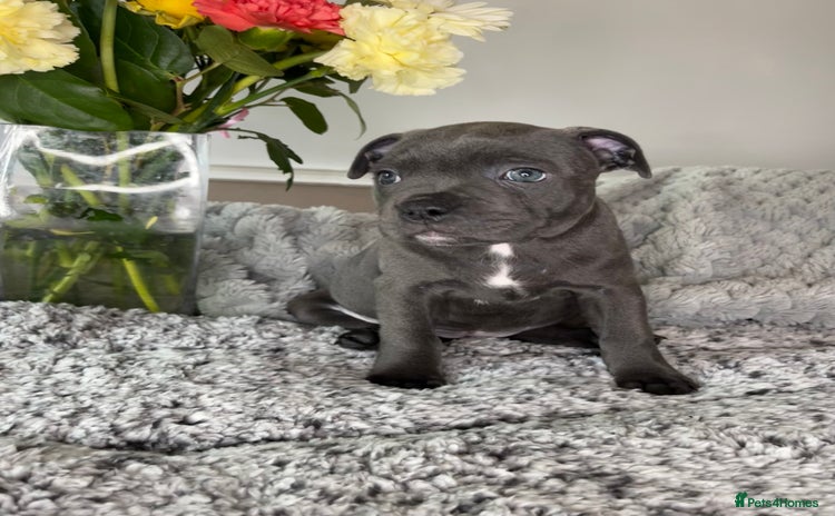 Staffordshire Bull Terrier dogs - Advert 3