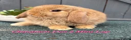 Mini Lop rabbits for sale: Mini Lops in Cradley Heath - Advert 8