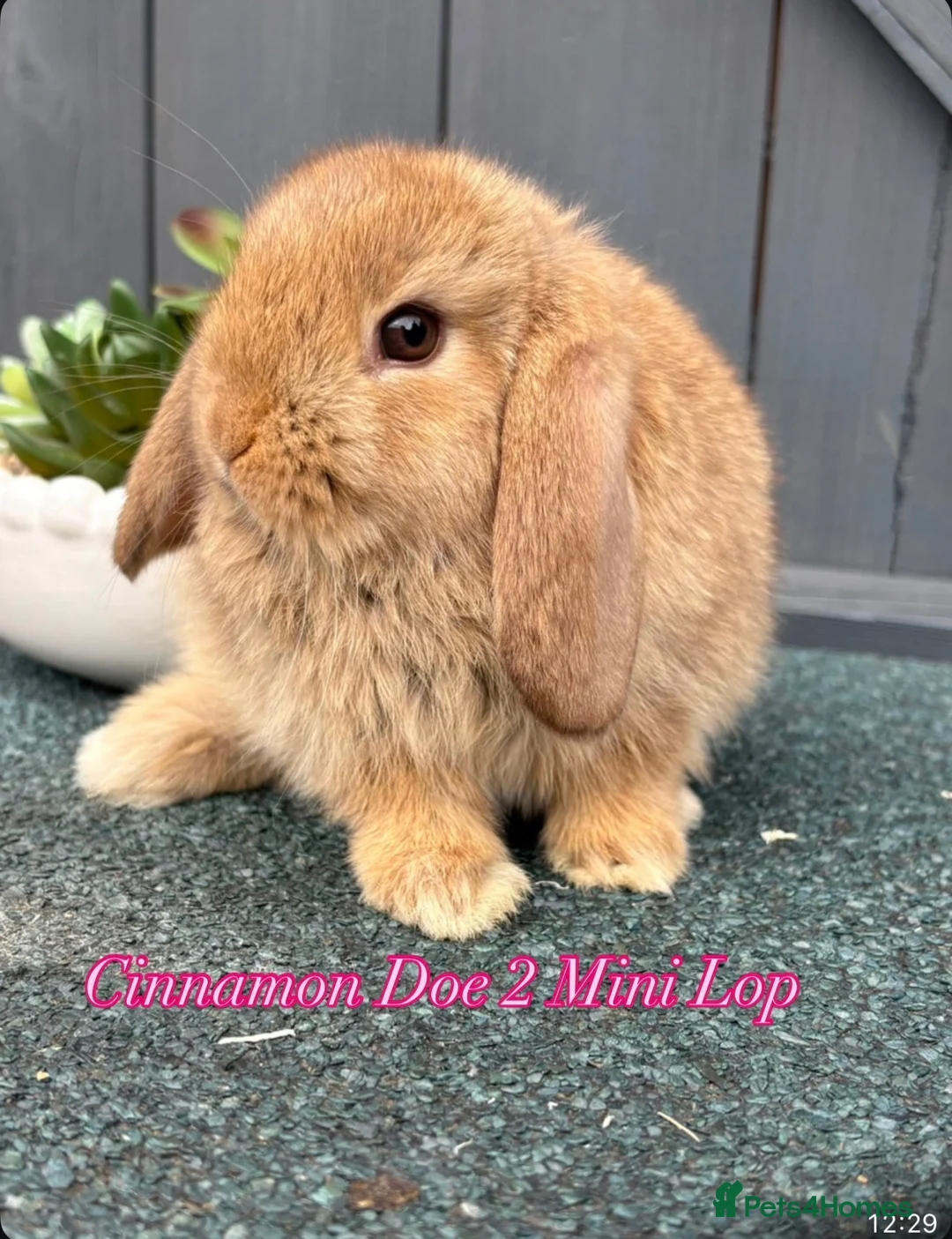 Mini Lop rabbits for sale: Mini Lops in Cradley Heath - Advert 8