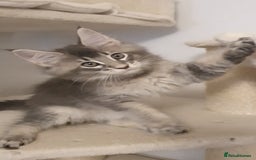Maine Coon cats for sale: pure maine coon kittens - Image 9