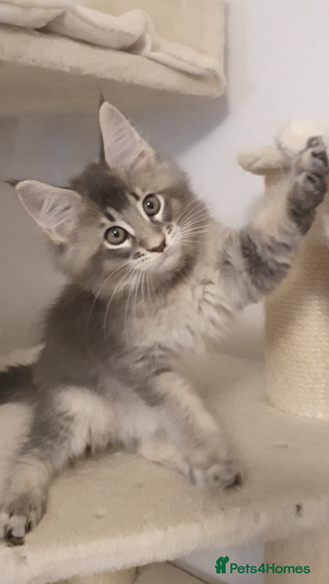 Maine Coon cats for sale: pure maine coon kittens - Image 9