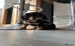 Miniature Dachshund dogs for sale: Last Black and Cream Little Girl Ready To Leave  - Image 4