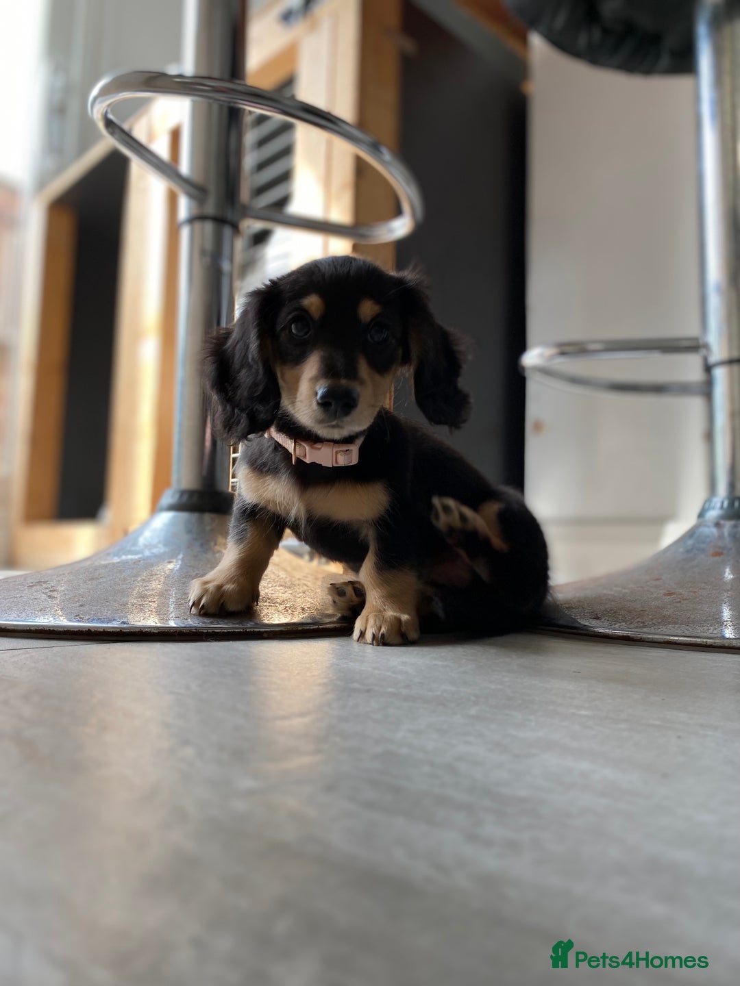 Miniature Dachshund dogs for sale: Last Black and Cream Little Girl Ready To Leave  - Image 4