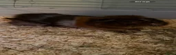 Guinea Pig rodents for sale: 2 male guniea pigs  in Luton - Advert 2