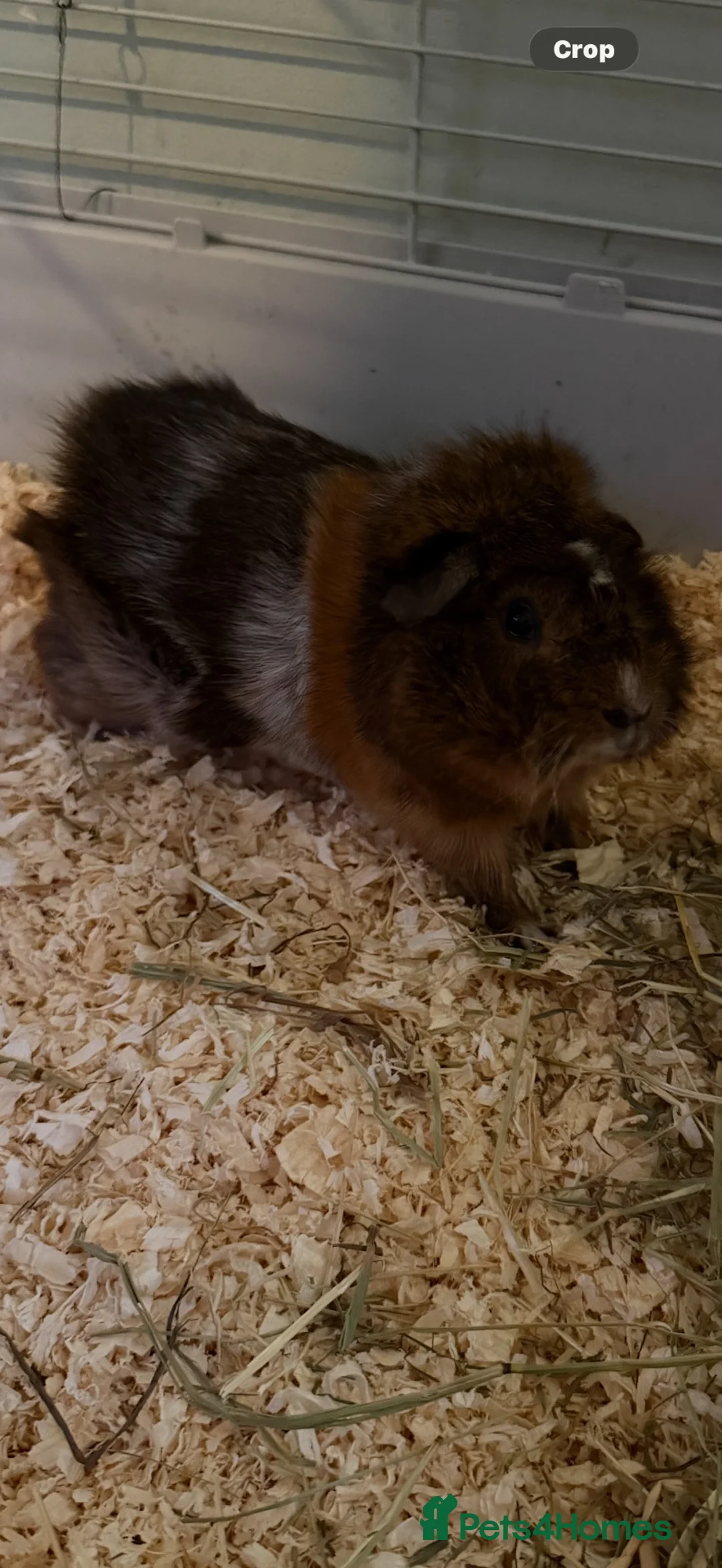 Guinea Pig rodents for sale: 2 male guniea pigs  in Luton - Advert 2
