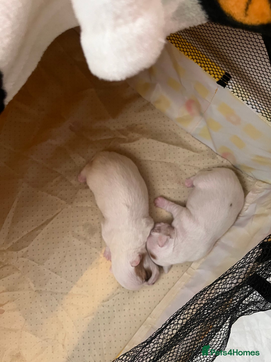 Chihuahua dogs for sale: 1 male chihuahua  - Advert 7