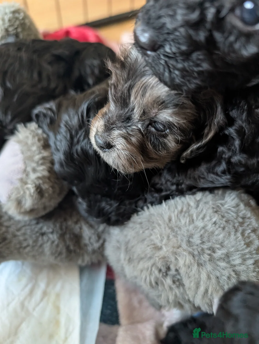 Mixed Breed dogs for sale: Beautiful mixed breed puppy  in Gerrards Cross - Advert 2