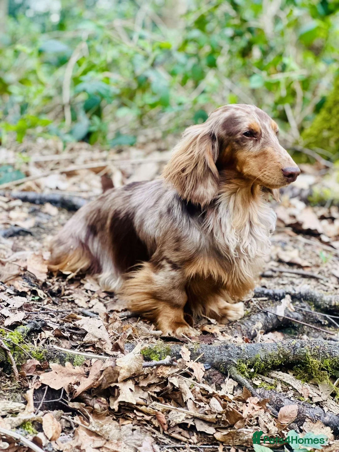 Dachshund dogs for stud: Long haired dachshund stud boys  in Leeds - Advert 15
