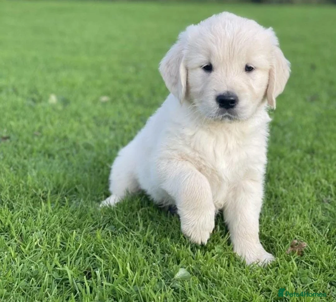 Golden Retriever dogs for sale: Gorgeous chunky golden retriever puppies - Advert 2
