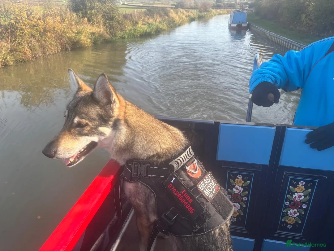 Mixed Breed dogs for sale: Luna the Czechoslovakian Wolf Dog in Stanford-le-Hope - Advert 2