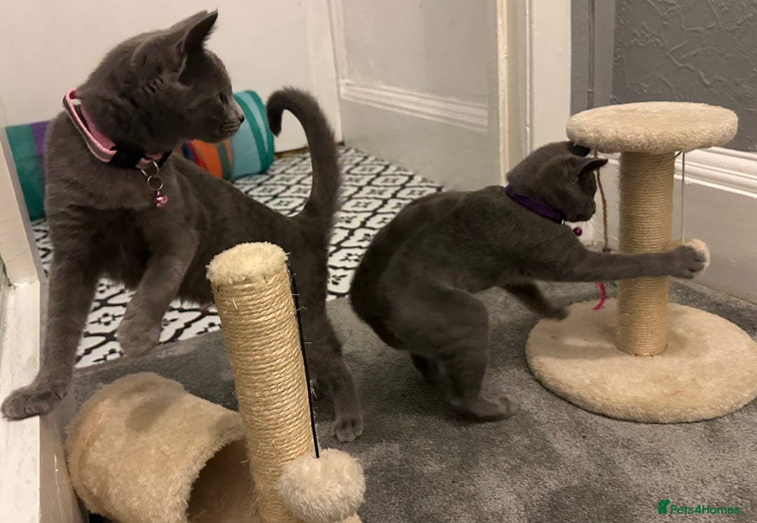 Russian Blue cats for sale: Russian Blue Kittens - Image 22