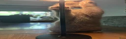 British Shorthair cats for sale: Stunning blue and cream bsh tortie GCCF reg!  - Advert 13