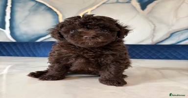 Toy Poodle dogs - Advert 8