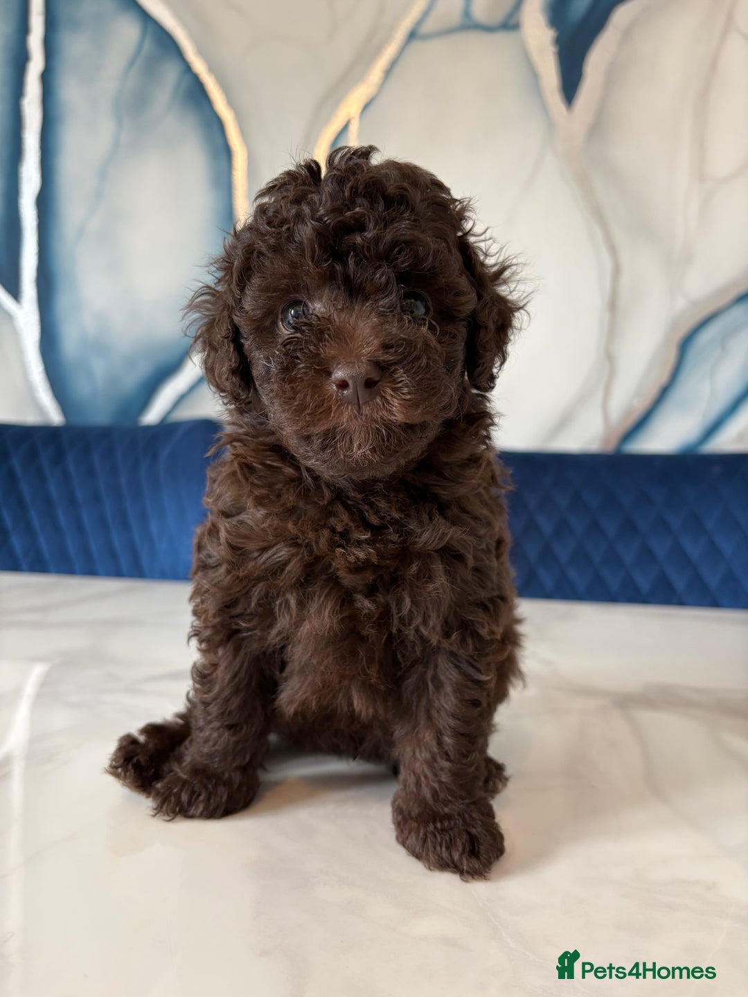 Toy Poodle dogs for sale: 1 Male & 1 Female Toy Poodle - Image 2